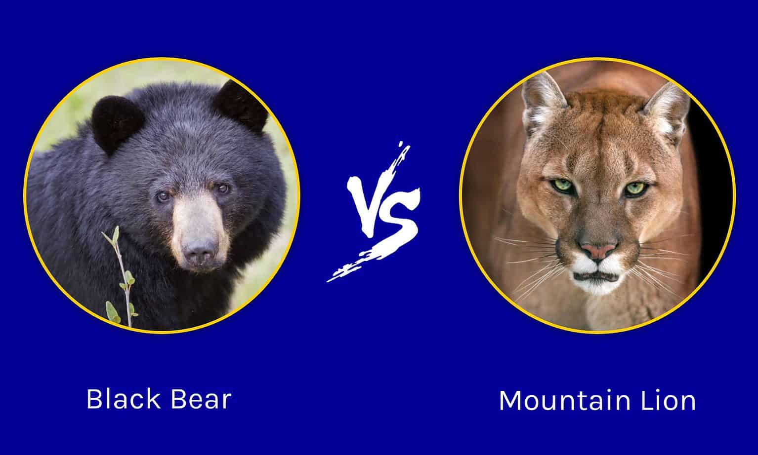 California Clash: Who Emerges Victorious in a Black Bear vs. Mountain