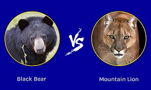 California Clash: Who Emerges Victorious in a Black Bear vs. Mountain Lion Battle? Picture
