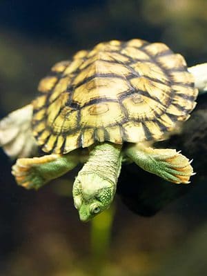 Turtles Quiz: What Do You Know? - A-Z Animals