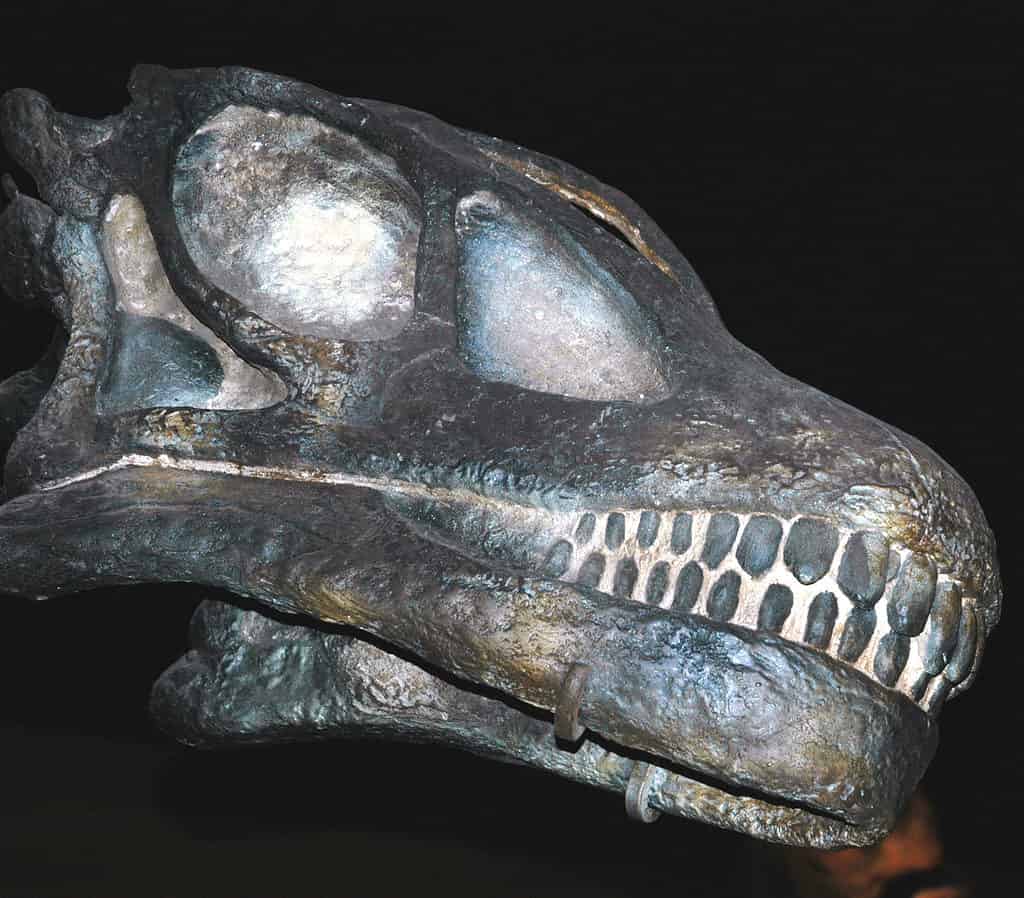 Haplocanthosaurus delfsi skull