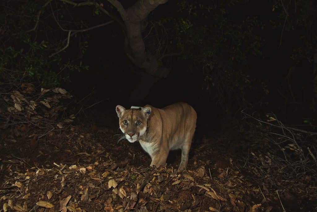P-22, a famous cougar who lived in Los Angeles.