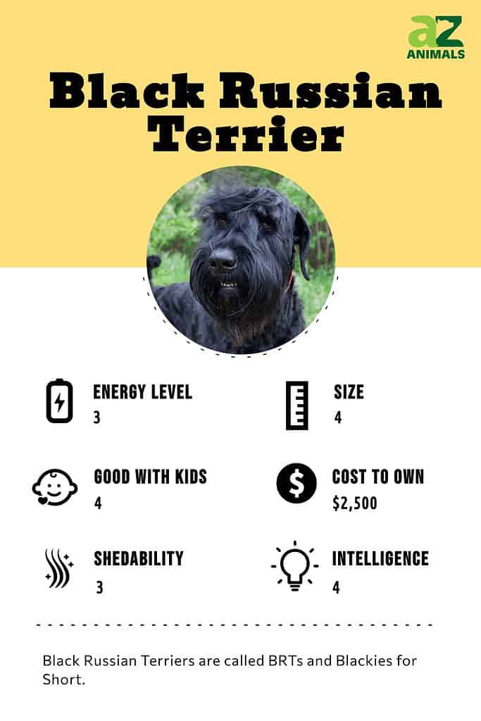 Black Russian Terrier infographic