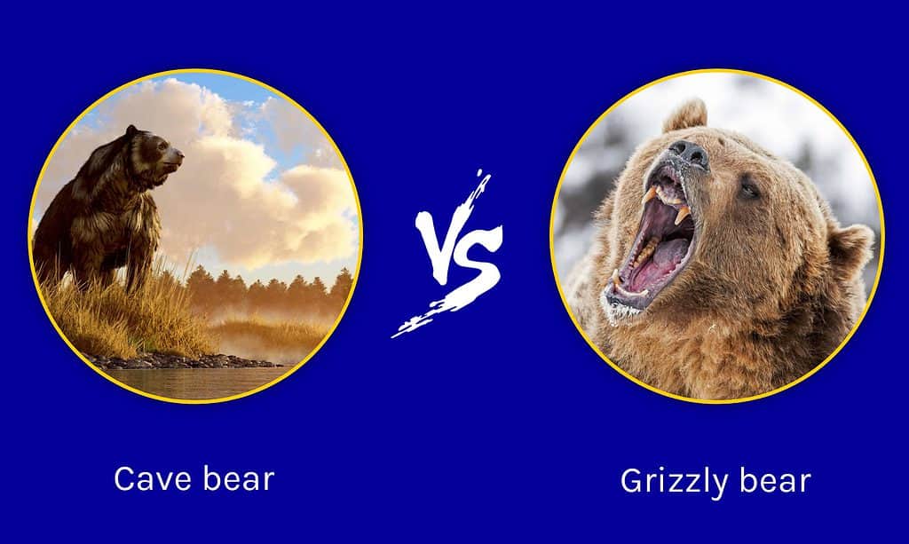 Cave bear vs Grizzly bear