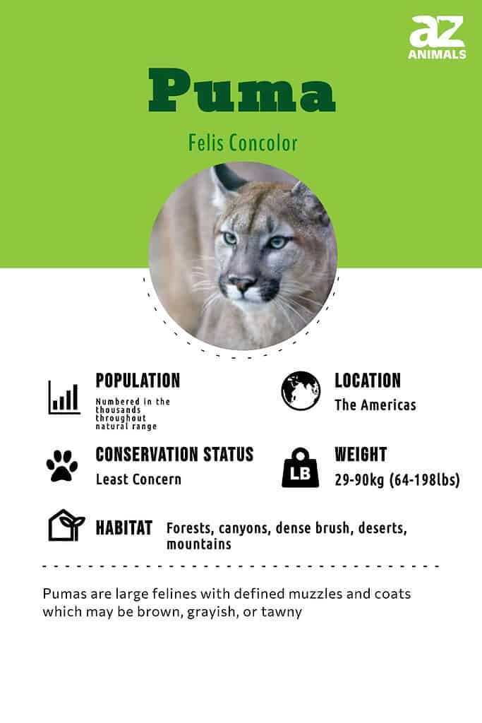 alcanzar mundo visitante Puma Animal Facts | Felis concolor - AZ Animals