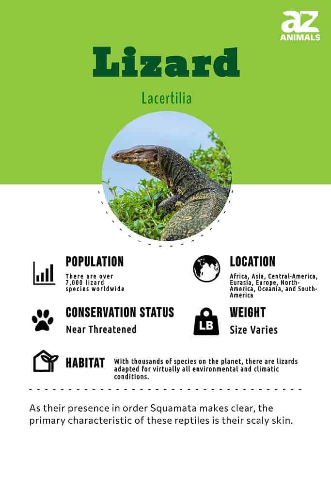 Lizard Animal Facts - AZ Animals
