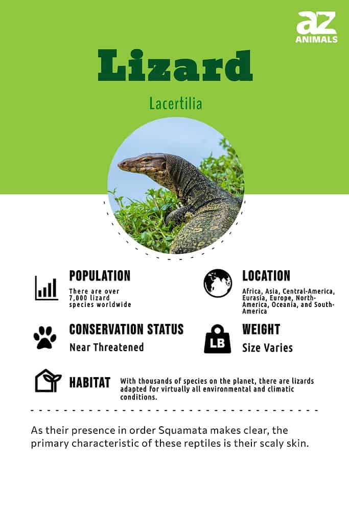 Lizard Animal Facts - A-Z Animals