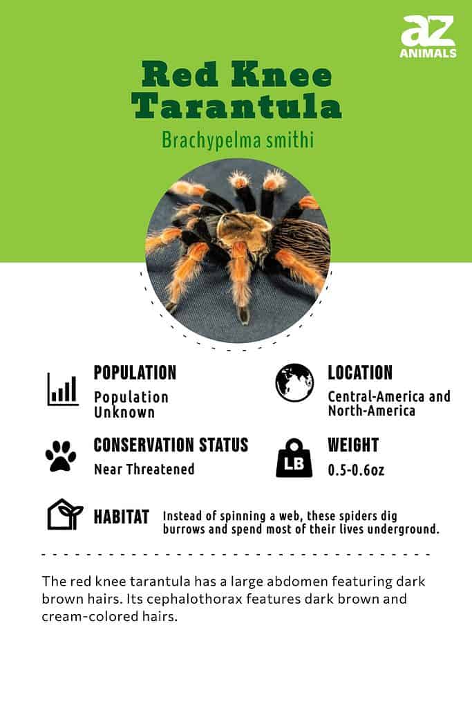 mexican red knee tarantula bite symptoms