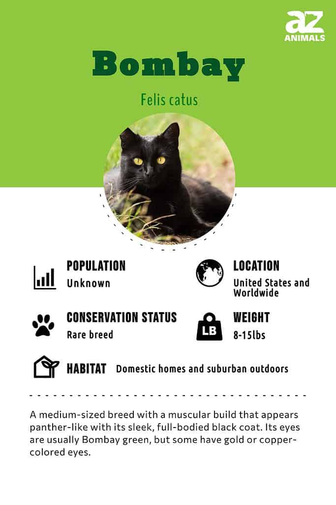 Bombay Cat Breed Complete Guide - A-Z Animals