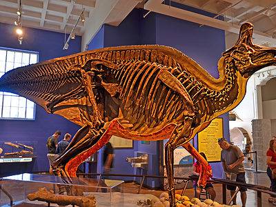 A 7 Dinosaurs That Lived In California (And Where To See Fossils Today)