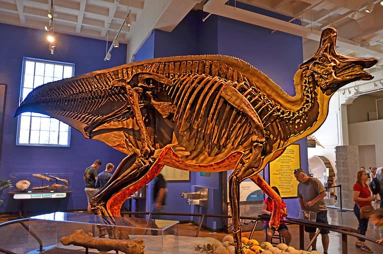 Dinosaur skeleton