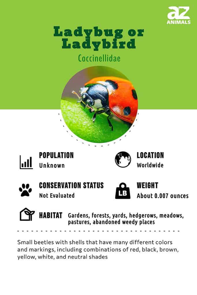 Ladybug facts and photos