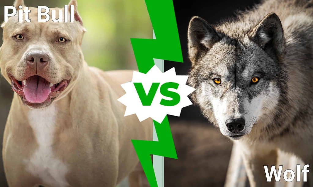 Pit Bull vs. Wolf