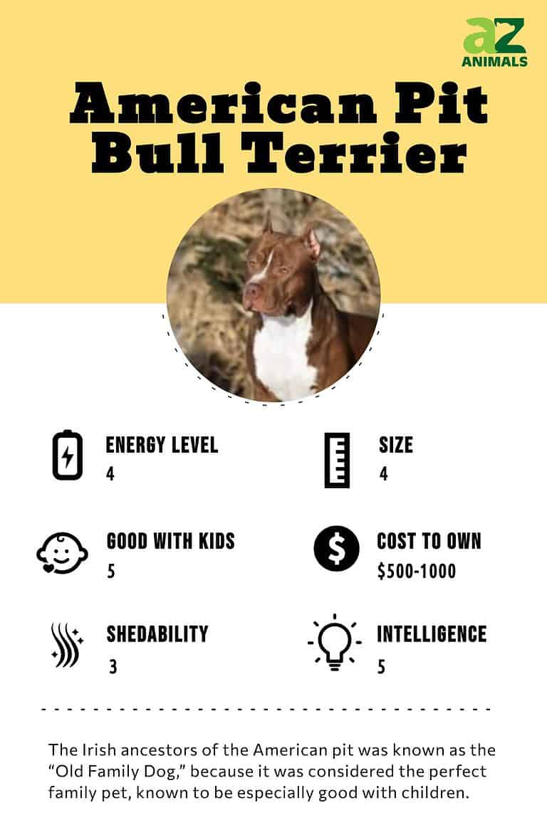 American Pit Bull Terrier - A-Z Animals