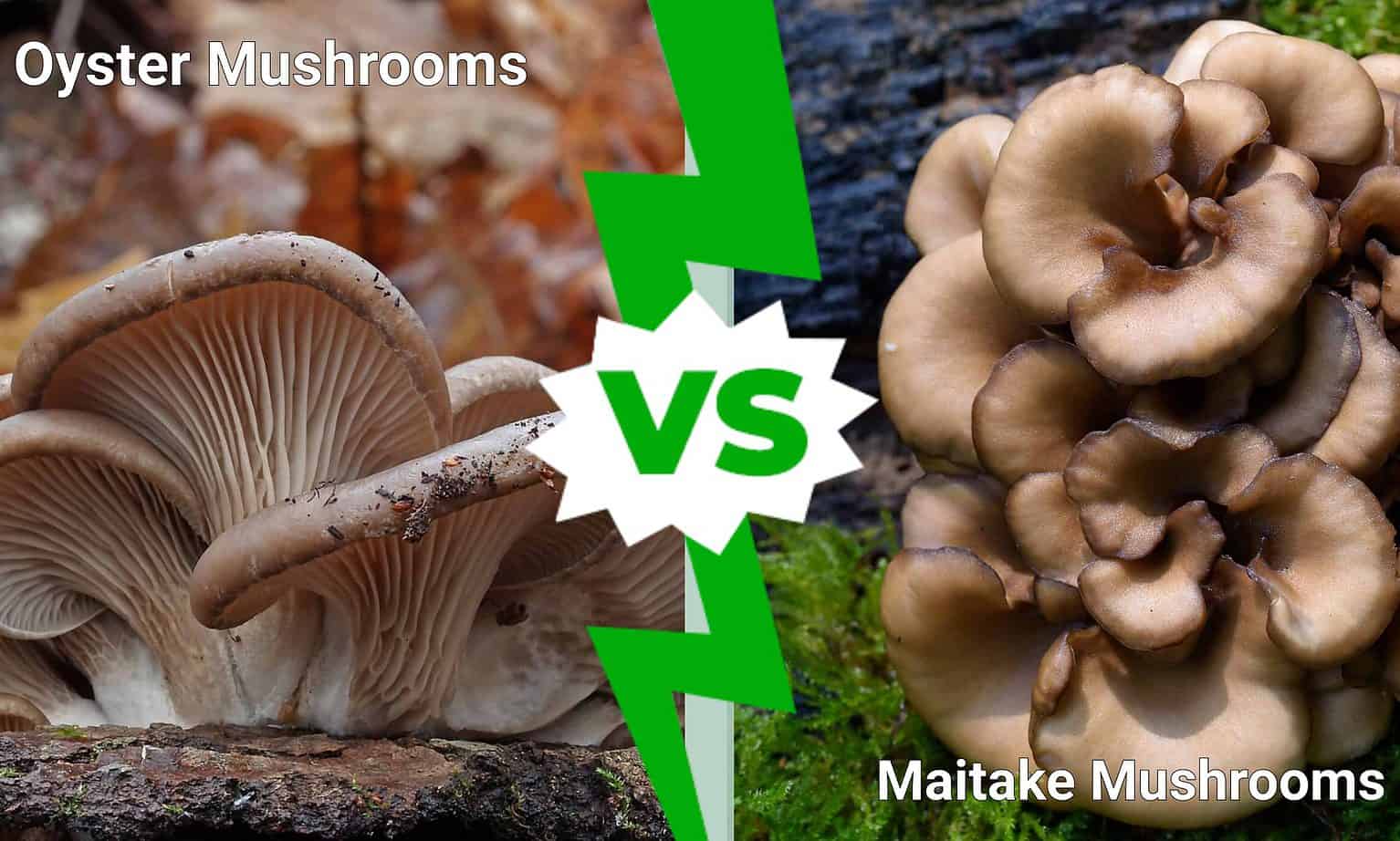 Oyster Mushrooms vs. Maitake Mushrooms AZ Animals