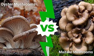 Oyster Mushrooms vs. Maitake Mushrooms Picture