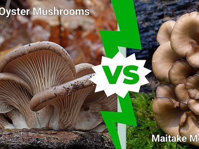 A Oyster Mushrooms vs. Maitake Mushrooms