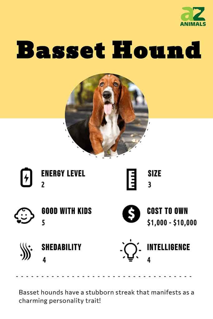 are basset hounds mean