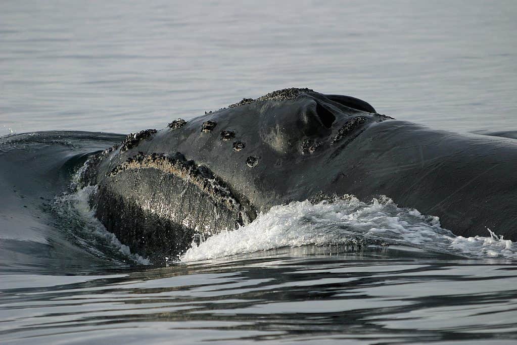 North Pacific right whale