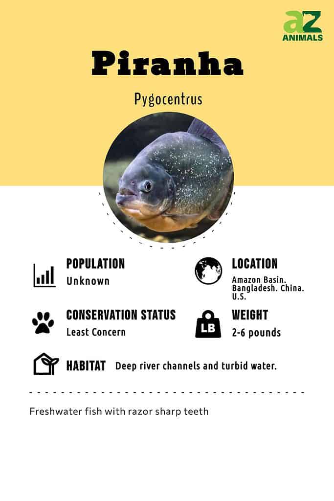 Piranha infographic