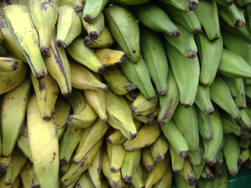 Plantain is safe for dogs if cooked 