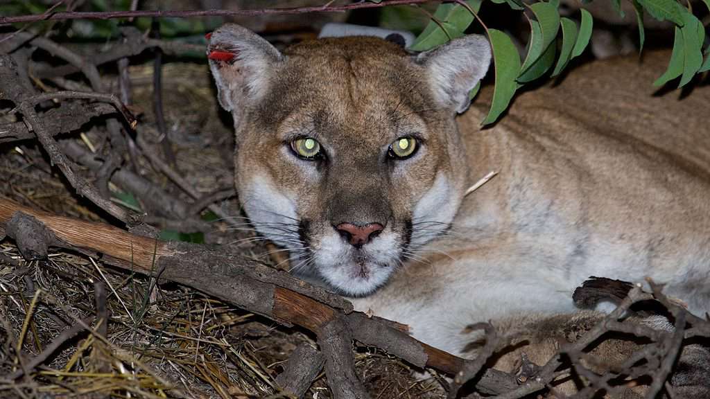 The mountain lion P-22 in mid-December 2015