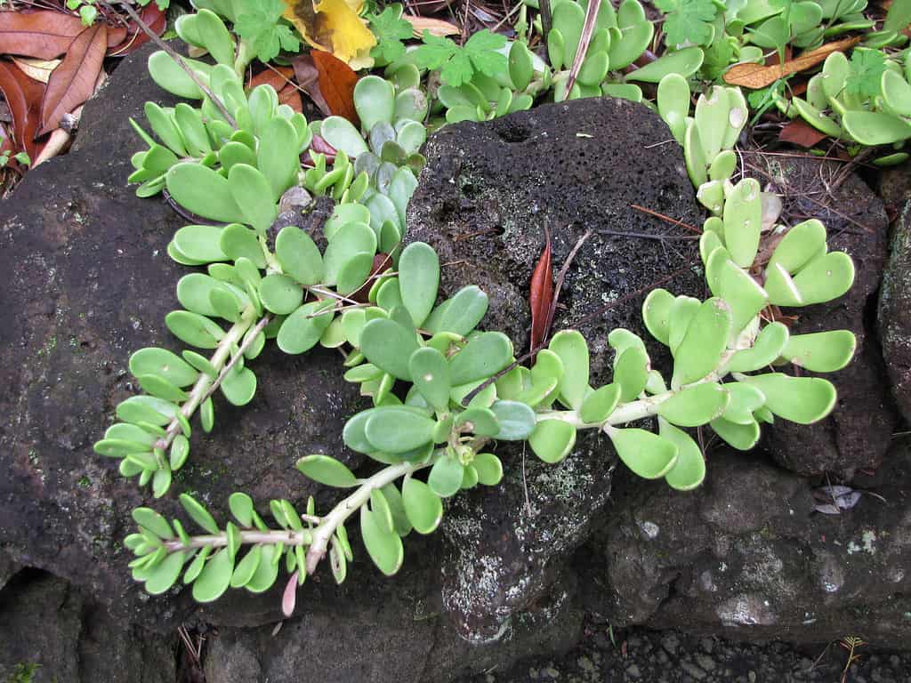 Trailing jade, Senecio jacobsenii