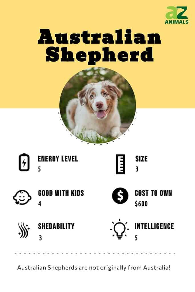 Australian Shepherd Infographic