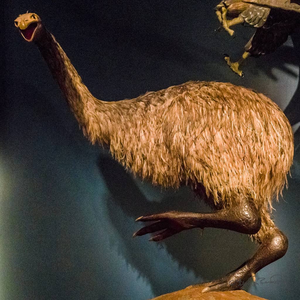 New Zealand moa bird now extinct