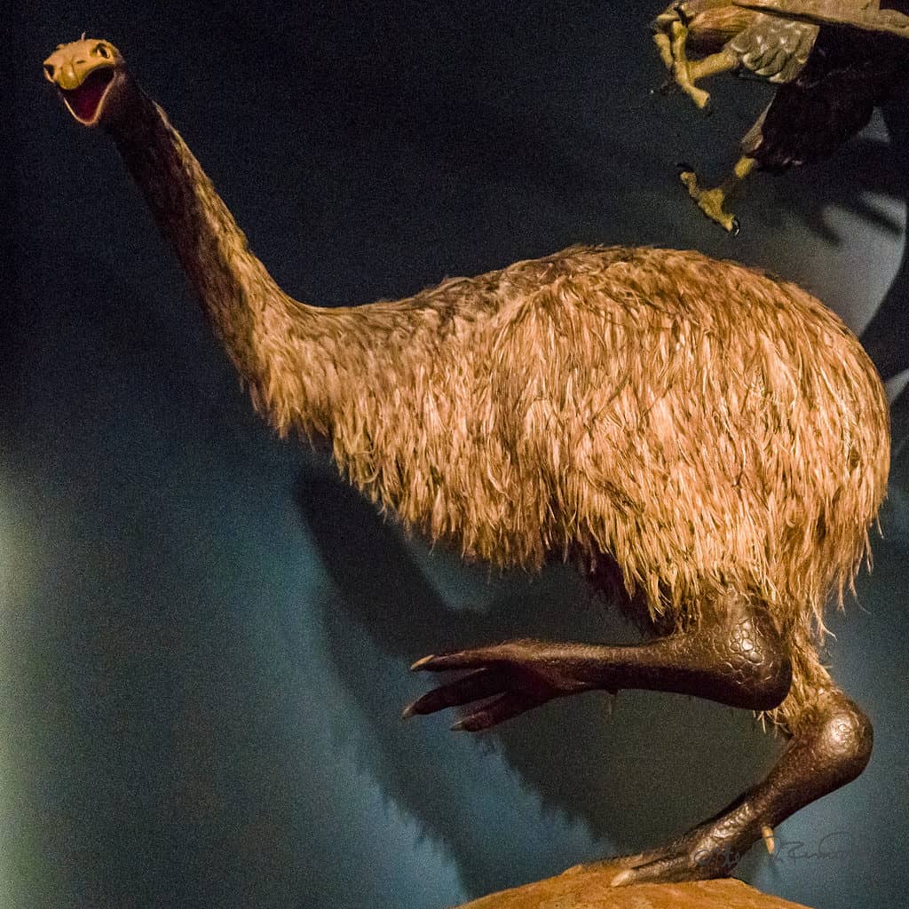 Discover Why the Moa Bird Went Extinct - A-Z Animals