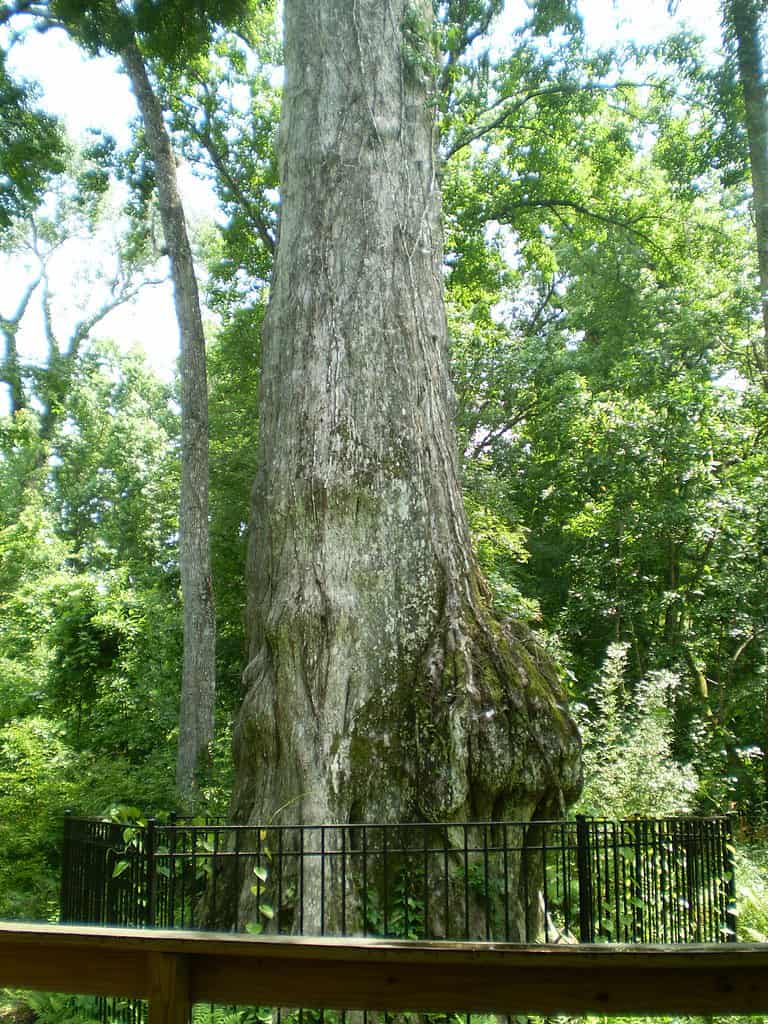 Discover the Oldest Tree in Florida