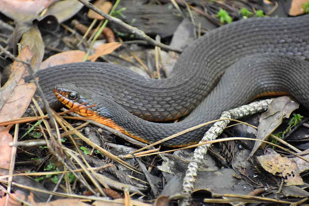 Red-bellied water snake have keeled scales
