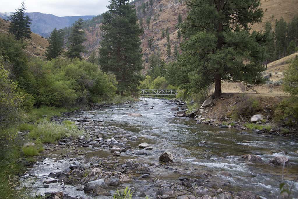 Salmon River, Salmon-Challis National Forest