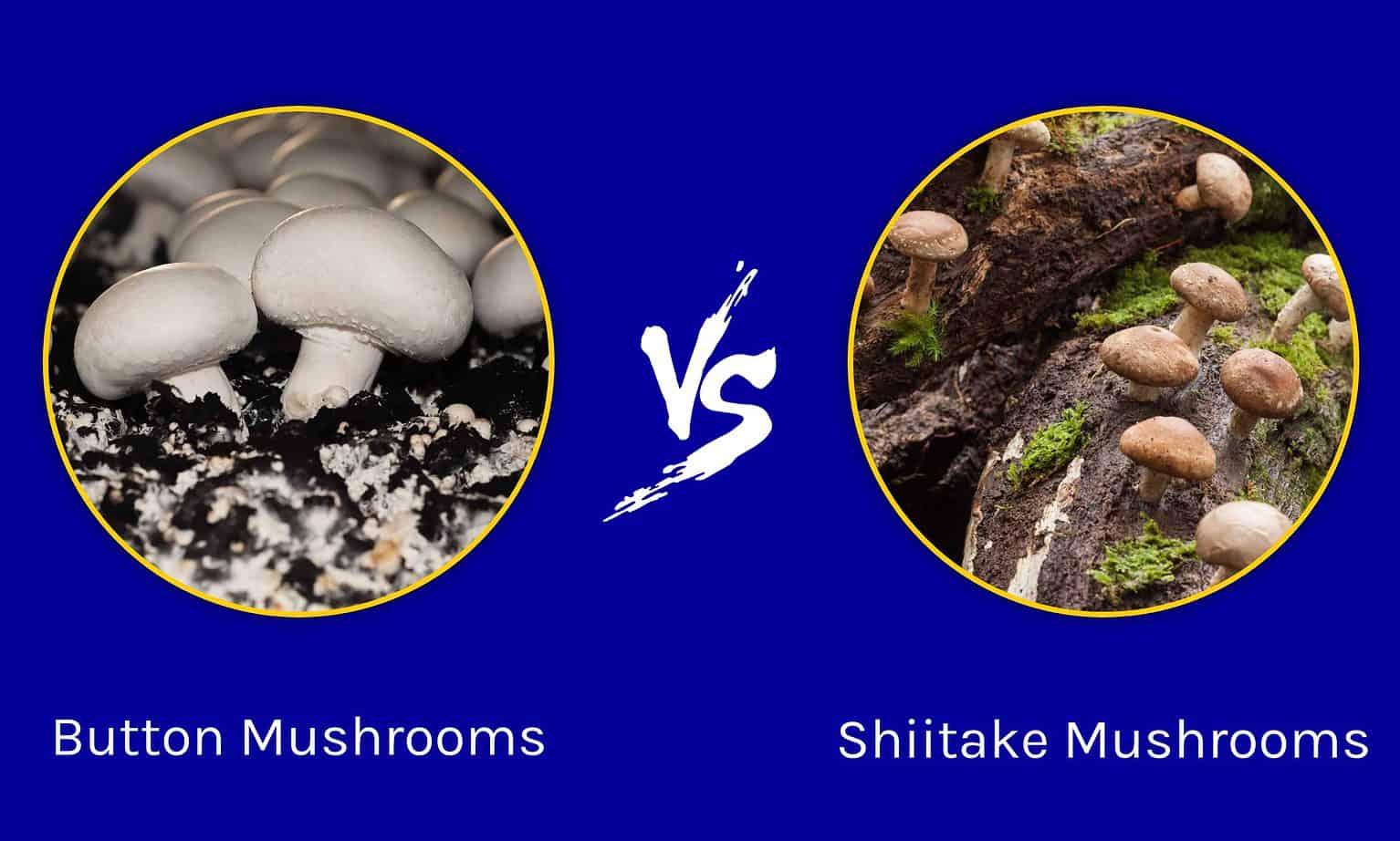 button-mushrooms-vs-shiitake-mushrooms-a-z-animals