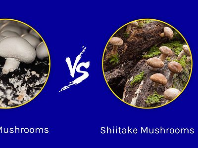 A Button Mushrooms vs. Shiitake Mushrooms