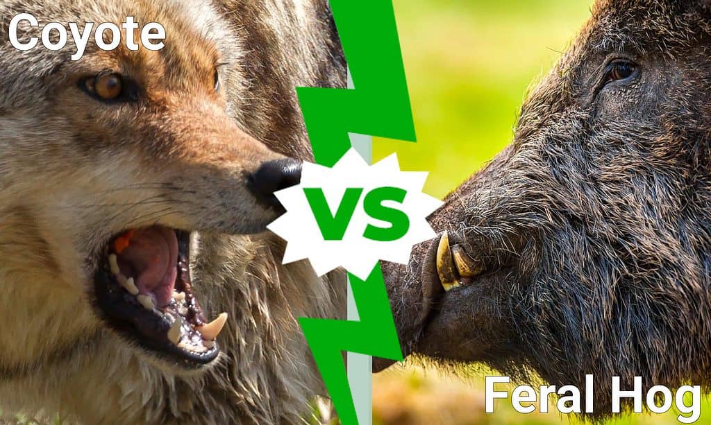 Coyote vs. Feral Hog