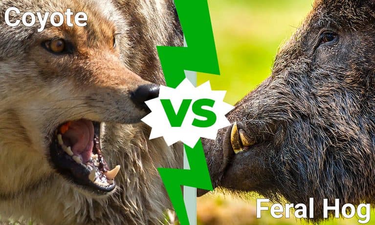 Coyote vs. Feral Hog