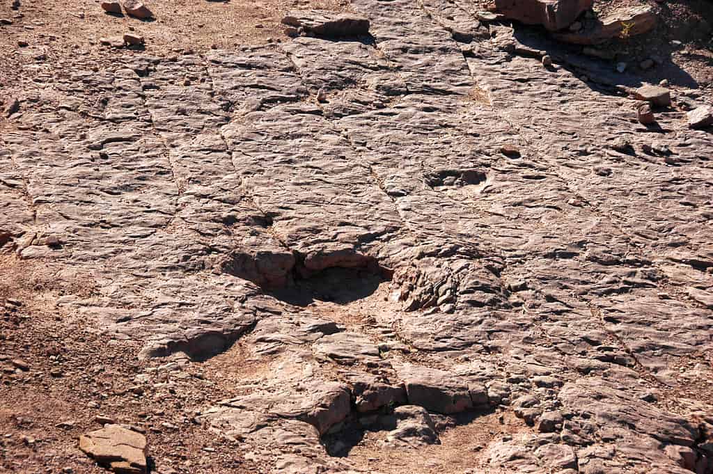 Copper Ridge Dinosaur Trackway dinosaur footprints