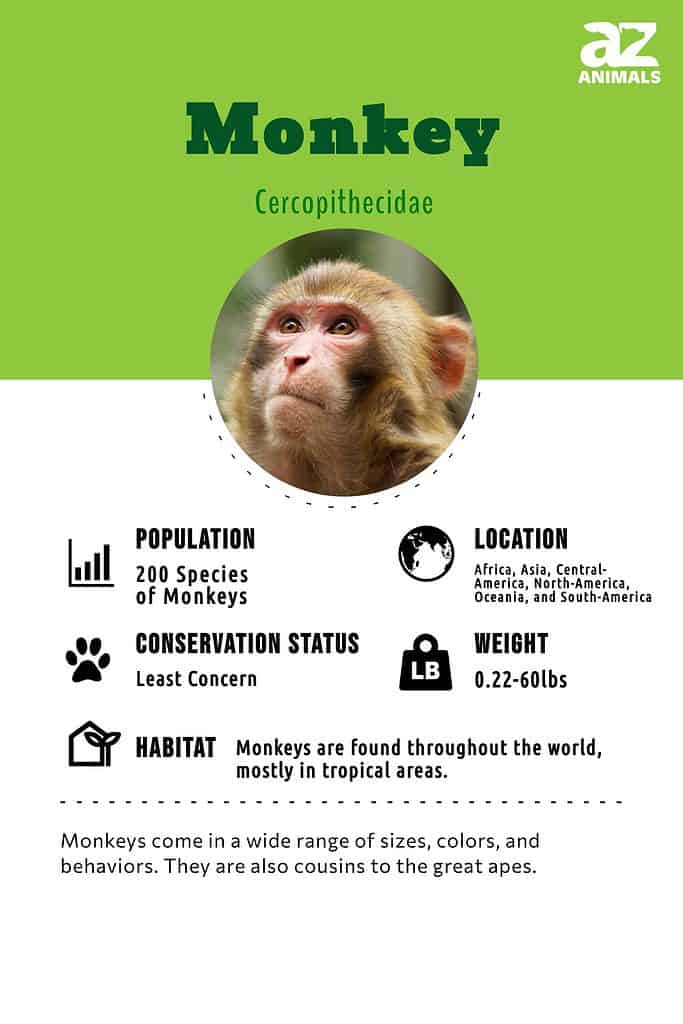 Monkey Facts, Types, Lifespan, Classification, Habitat, Pictures