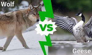 Epic Battles: 1,000 Enraged Geese vs. 50 Wolves Picture