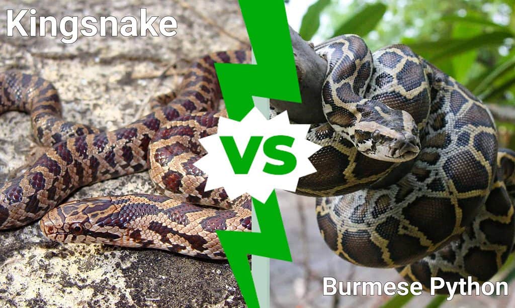 Kingsnake vs Burmese Python