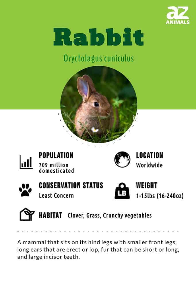 Rabbit, Description, Species, & Facts