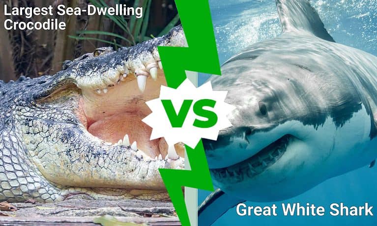 Largest Sea-Dwelling Crocodile vs. Great White Shark