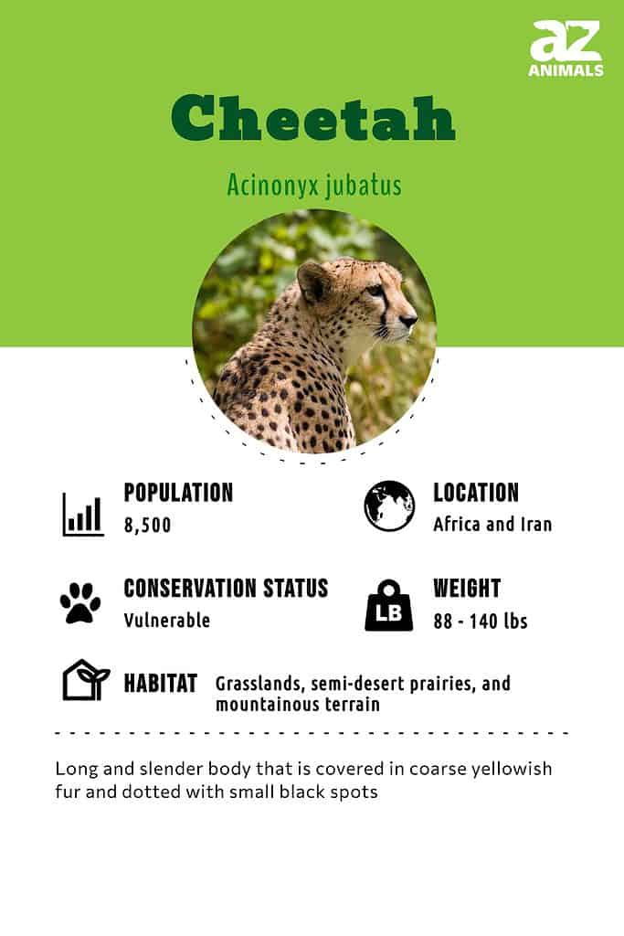 Cheetah  Description, Speed, Habitat, Diet, Cubs, & Facts