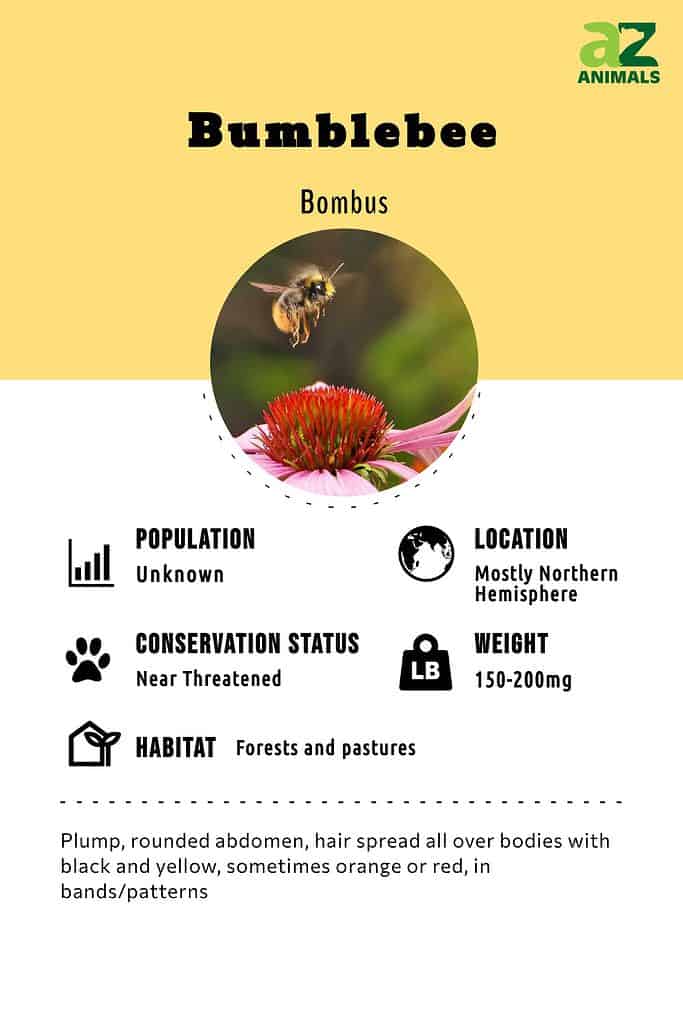 Bumblebee Removal  Texas Bumblebee Characteristics & Traits