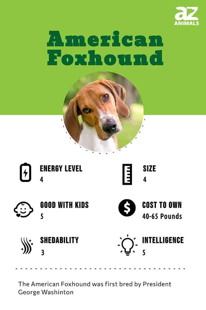 American Foxhound Infographic