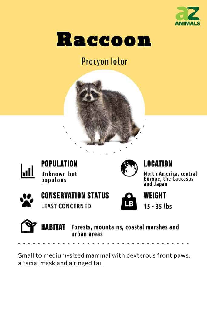 Raccoon Animal Facts | Procyon lotor - AZ Animals