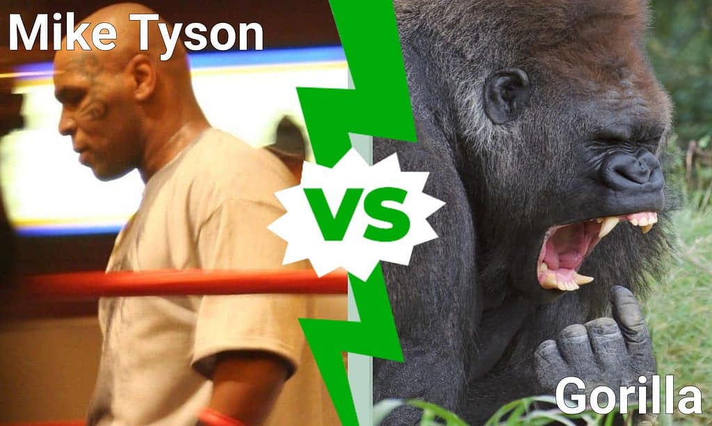 Mike Tyson đấu với khỉ đột