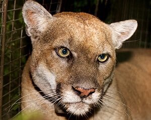 Remembering P-22 The Famous Los Angeles Mountain Lion that Stalked Celebrity Backyards Picture