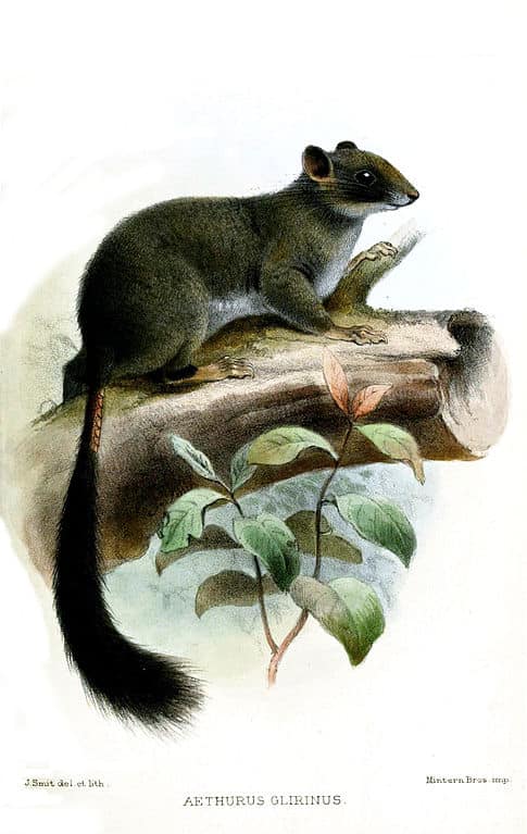 Cameroon Scaly-Tail
