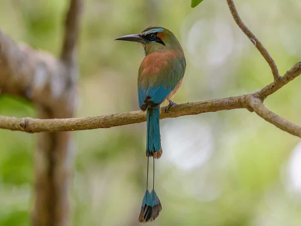 El Salvador's turquoise-browed motmot symbolizes freedom